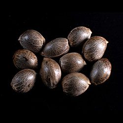 Marijuana seeds: CBDV Auto, 10+3 Seed