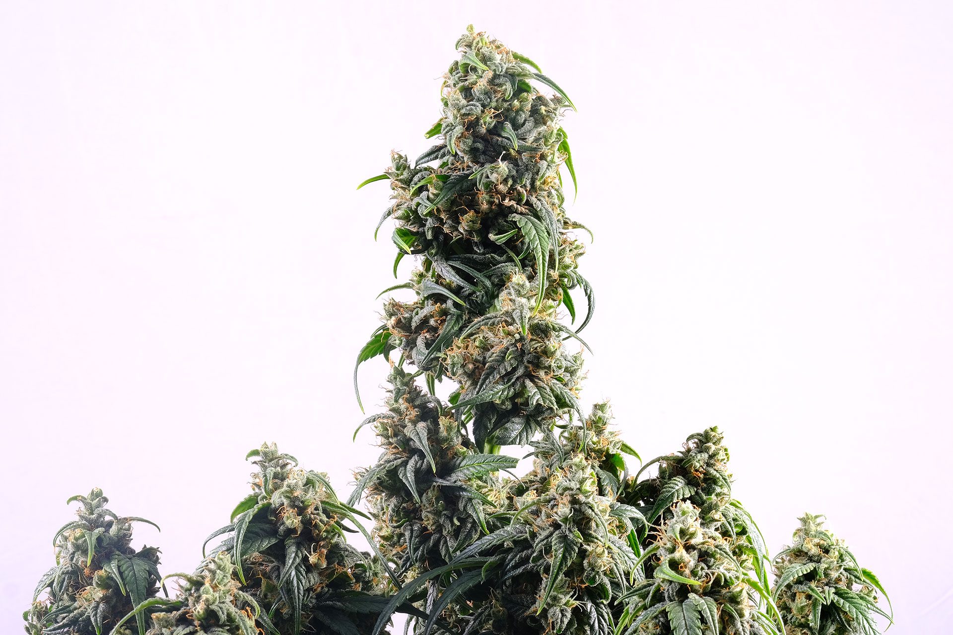 Marijuana seeds - Autoflowering: CBDV Auto (2)