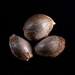 Marijuana seeds: CBG Auto, 3+1 Seed