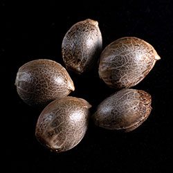 Marijuana seeds: CBDV Auto, 5+2 Seed