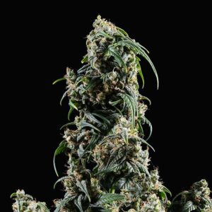 CBDV Auto
