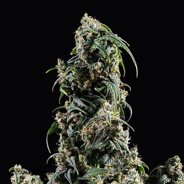 CBDV Auto