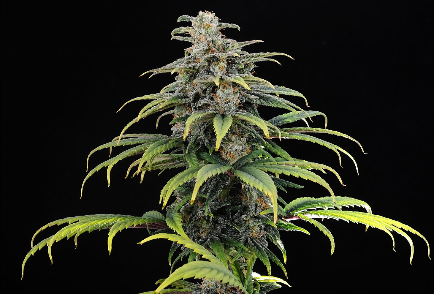 CBG Auto