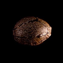 Marijuana seeds: CBG Auto, 1 Seed