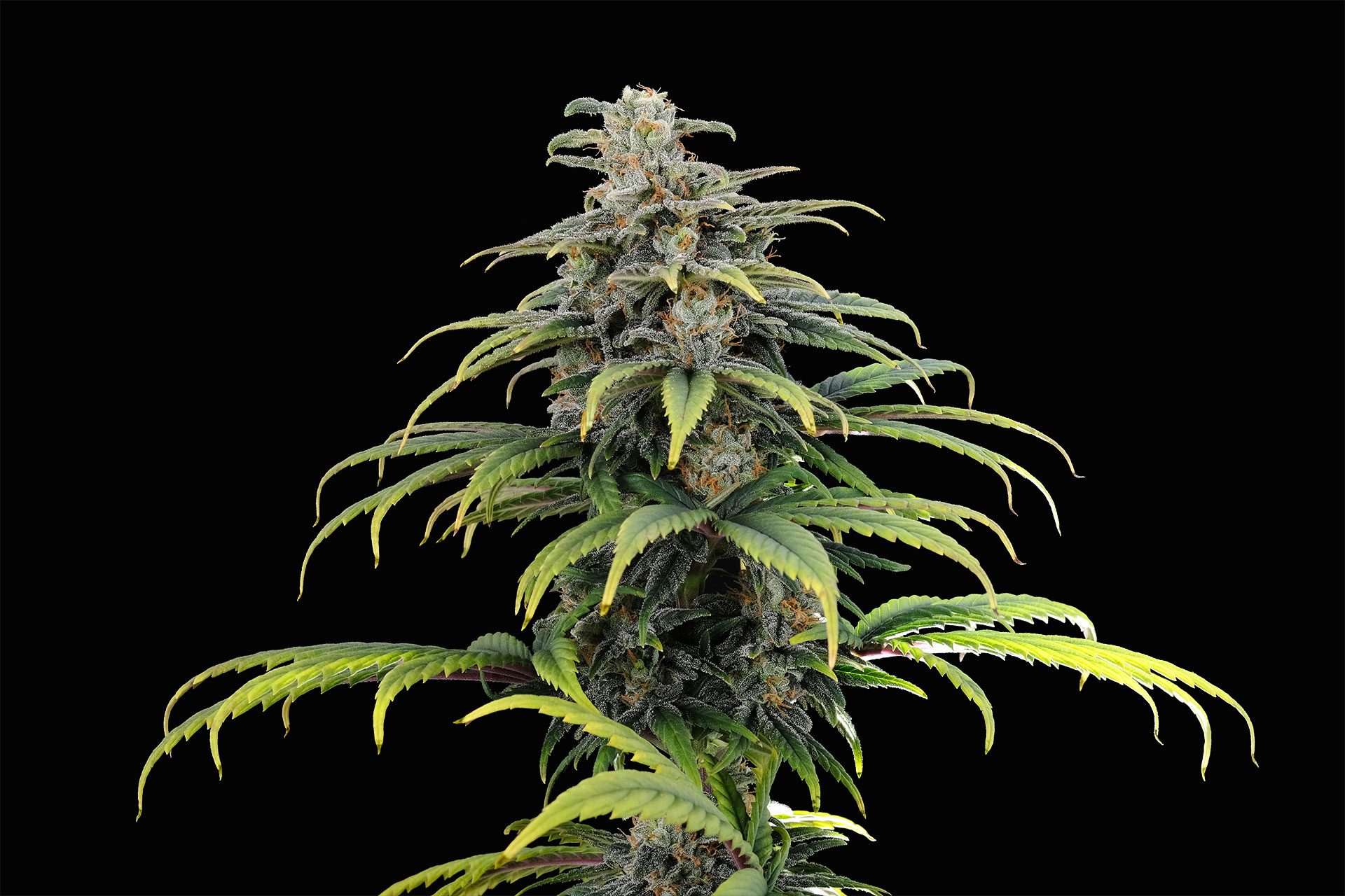 Marijuana seeds - Autoflowering: CBG Auto (1)