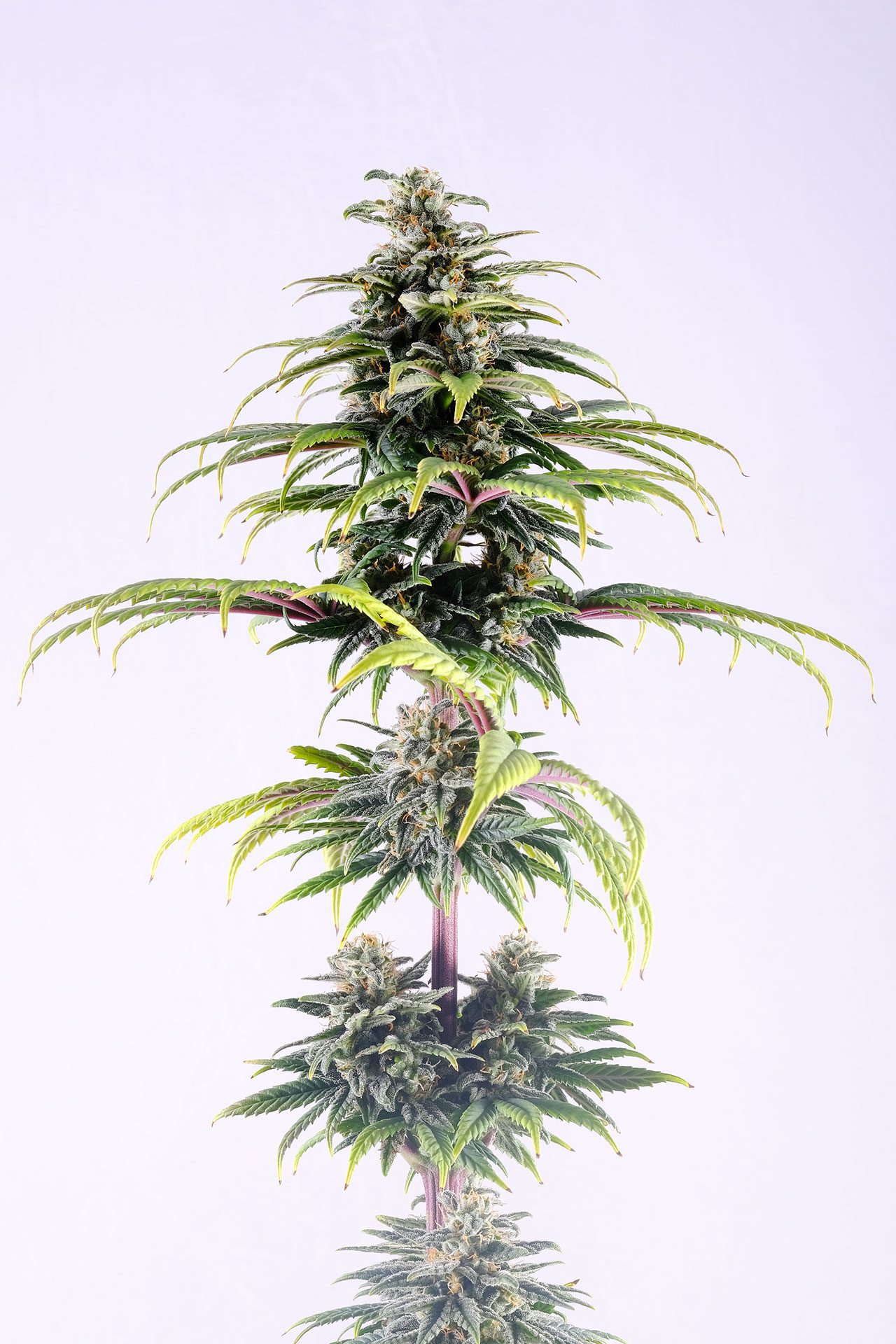 Marijuana seeds - Autoflowering: CBG Auto (2)