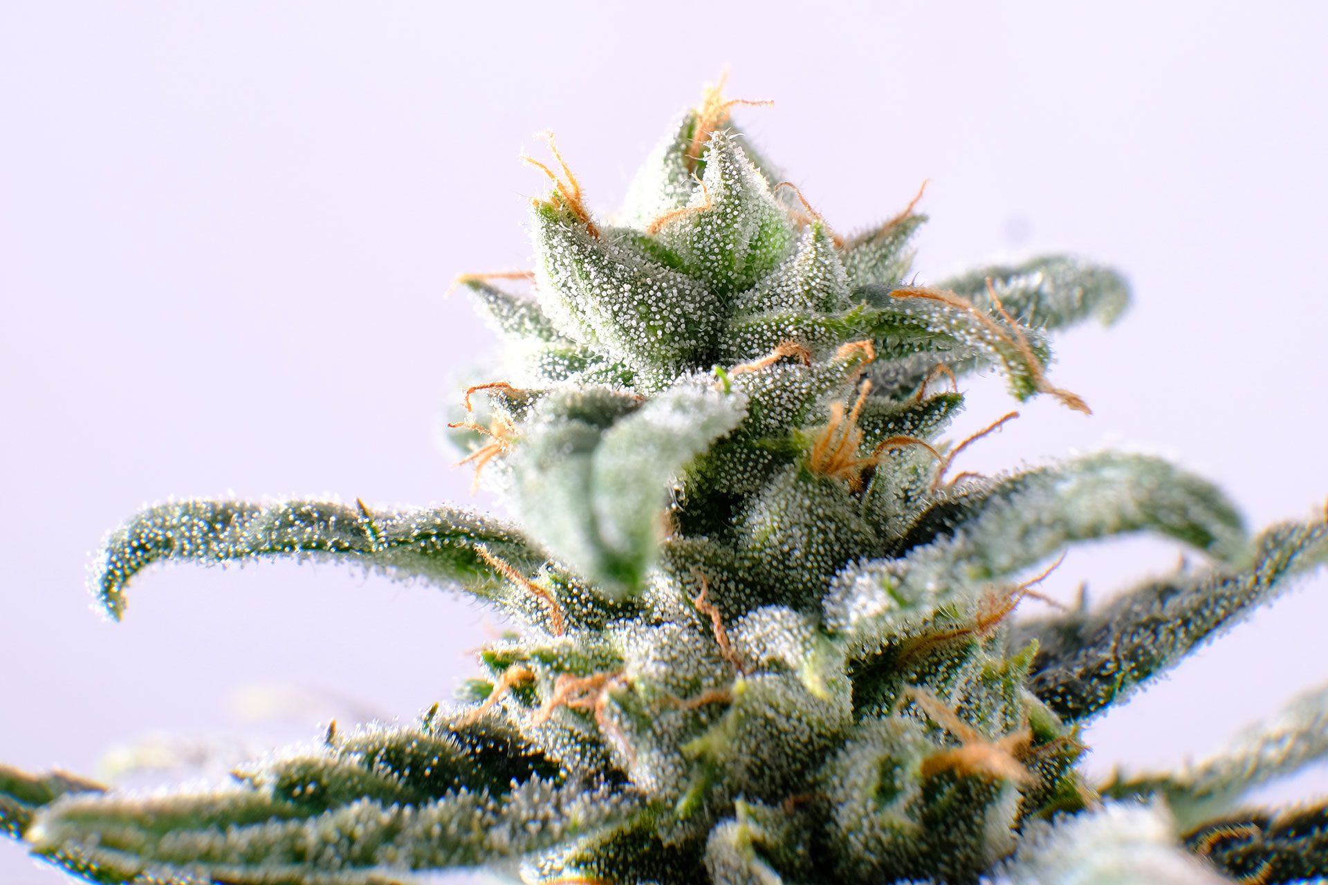 Marijuana seeds - Autoflowering: CBG Auto (3)