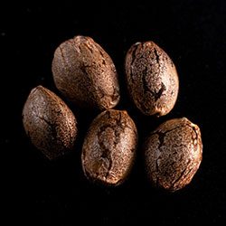 Marijuana seeds: CBG Auto, 5+2 Seed