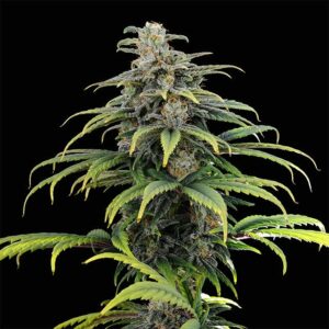 CBG Auto