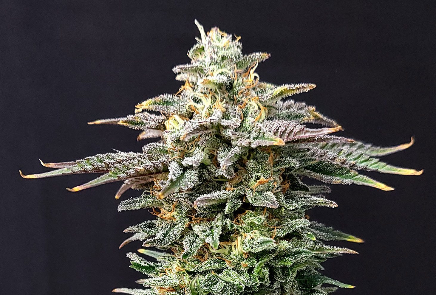 Cherry Dream