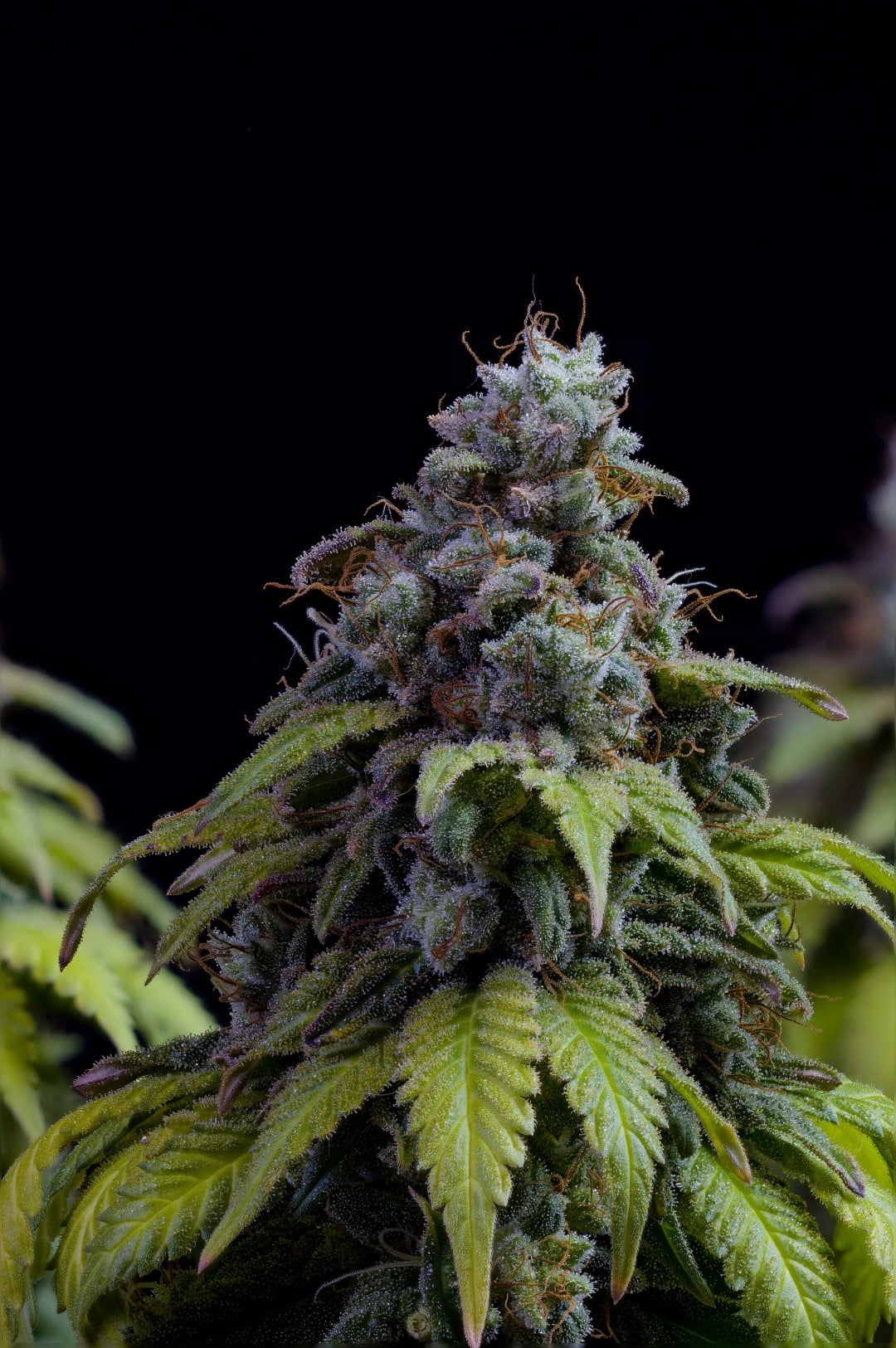 Marijuana seeds - Feminized: Cherry Dream (3)