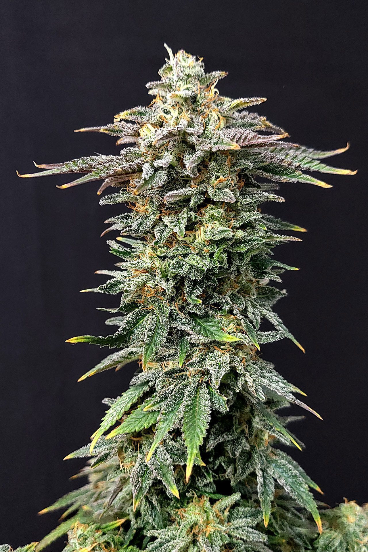 Marijuana seeds - Feminized: Cherry Dream (1)