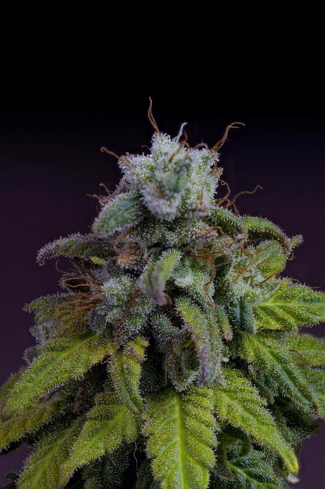 Marijuana seeds - Feminized: Cherry Dream (4)