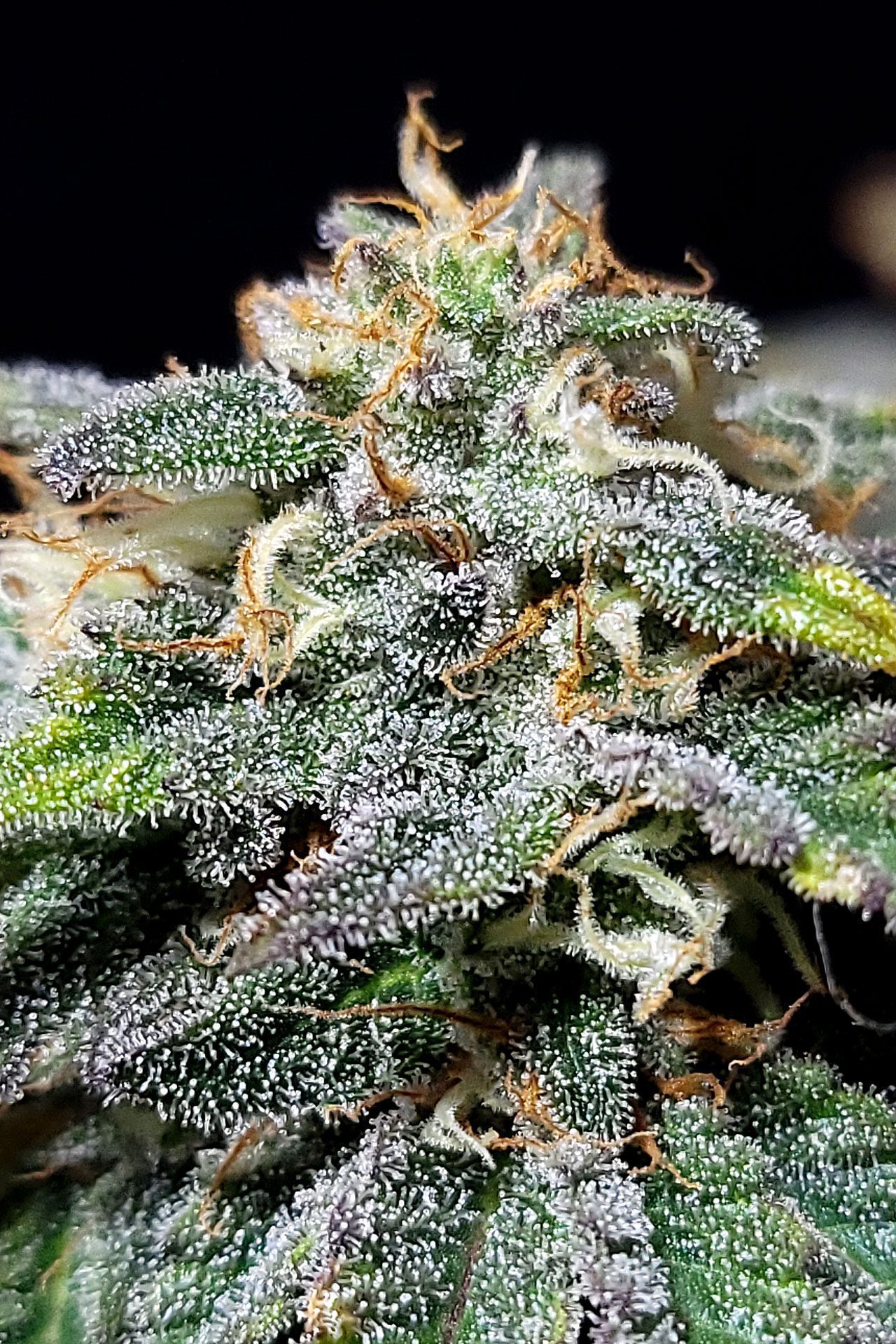 Marijuana seeds - Feminized: Cherry Dream (2)