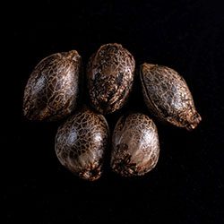 Marijuana seeds: Cherry Dream, 5+2 Seed