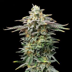 Cherry Dream