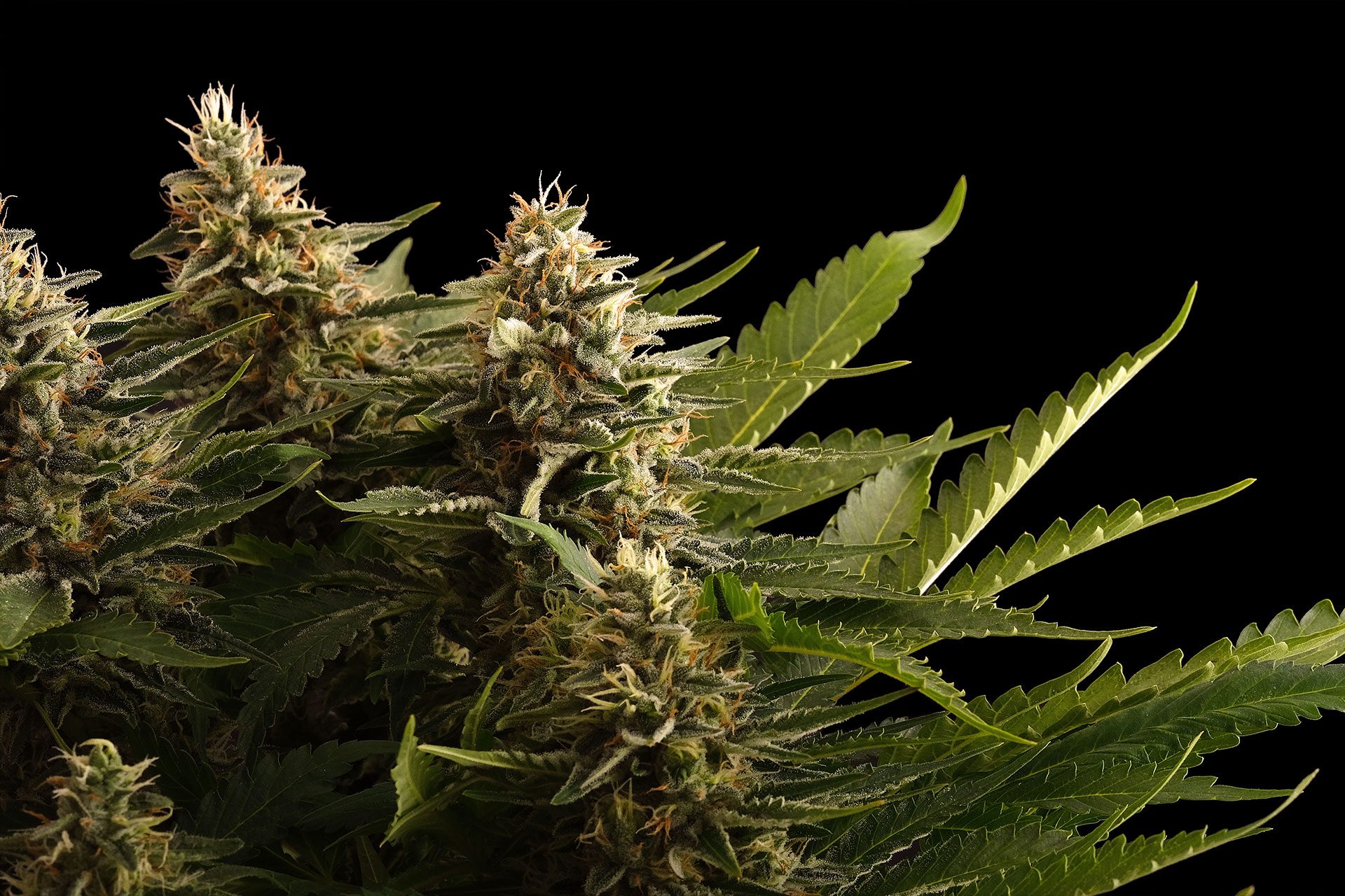 Marijuana seeds - Feminized: Colombian Jack (1)