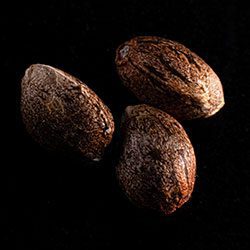 Cannabis-samen: Colombian Jack,  3+1 Seed