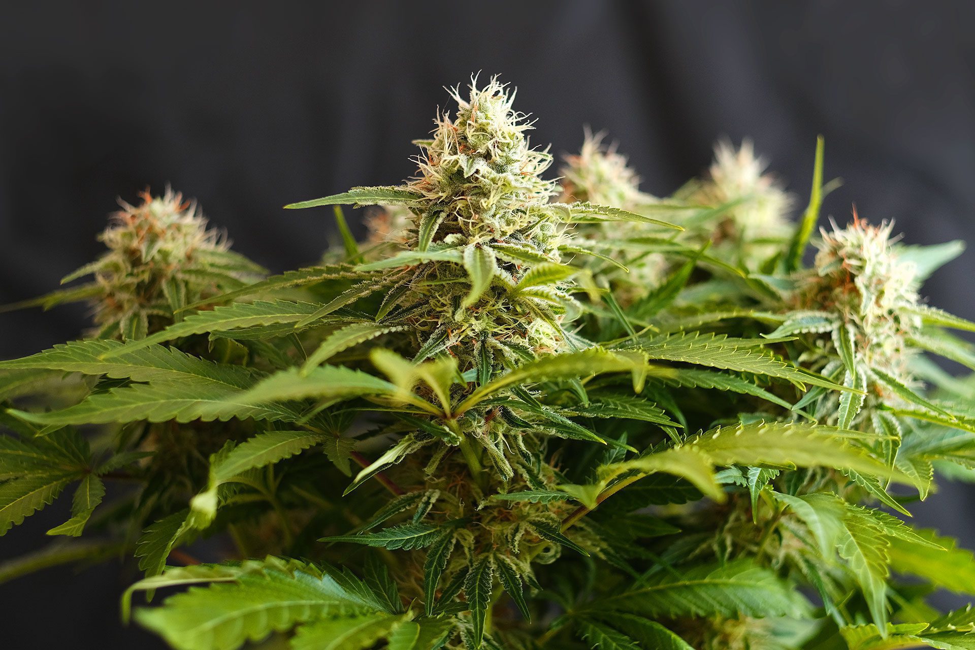 Marijuana seeds - Feminized: Colombian Jack (3)