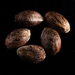 Cannabis-samen: Colombian Jack,  5+2 Seed