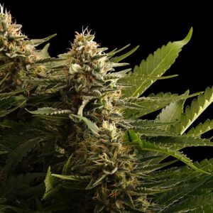Colombian Jack