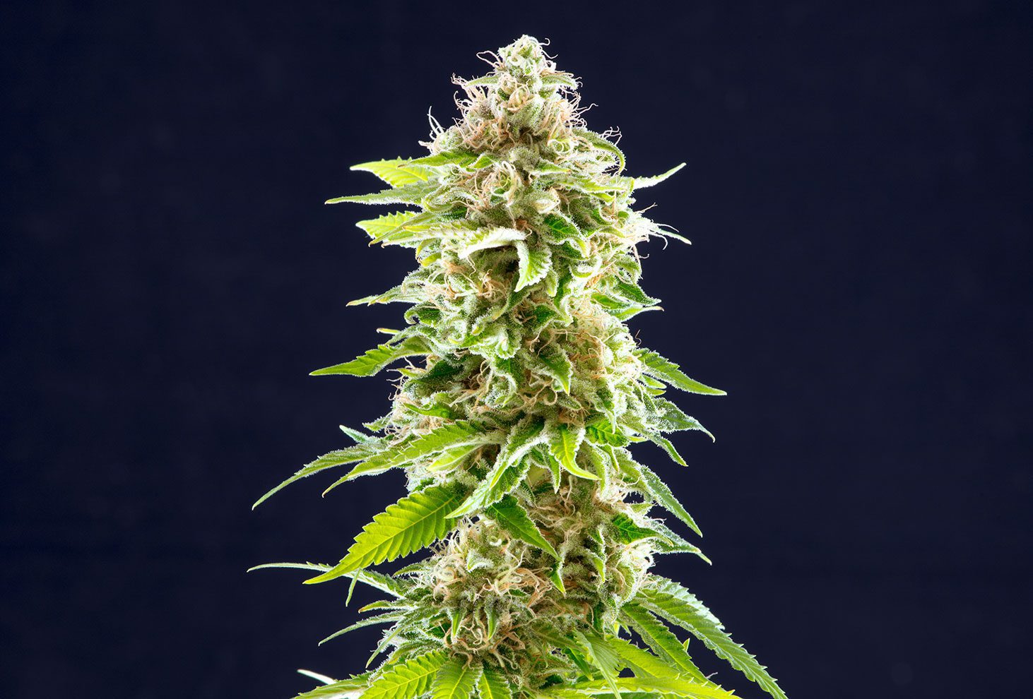 Cookies Haze