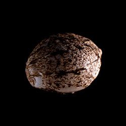 Marijuana seeds: Cookies Haze, 1 Seed