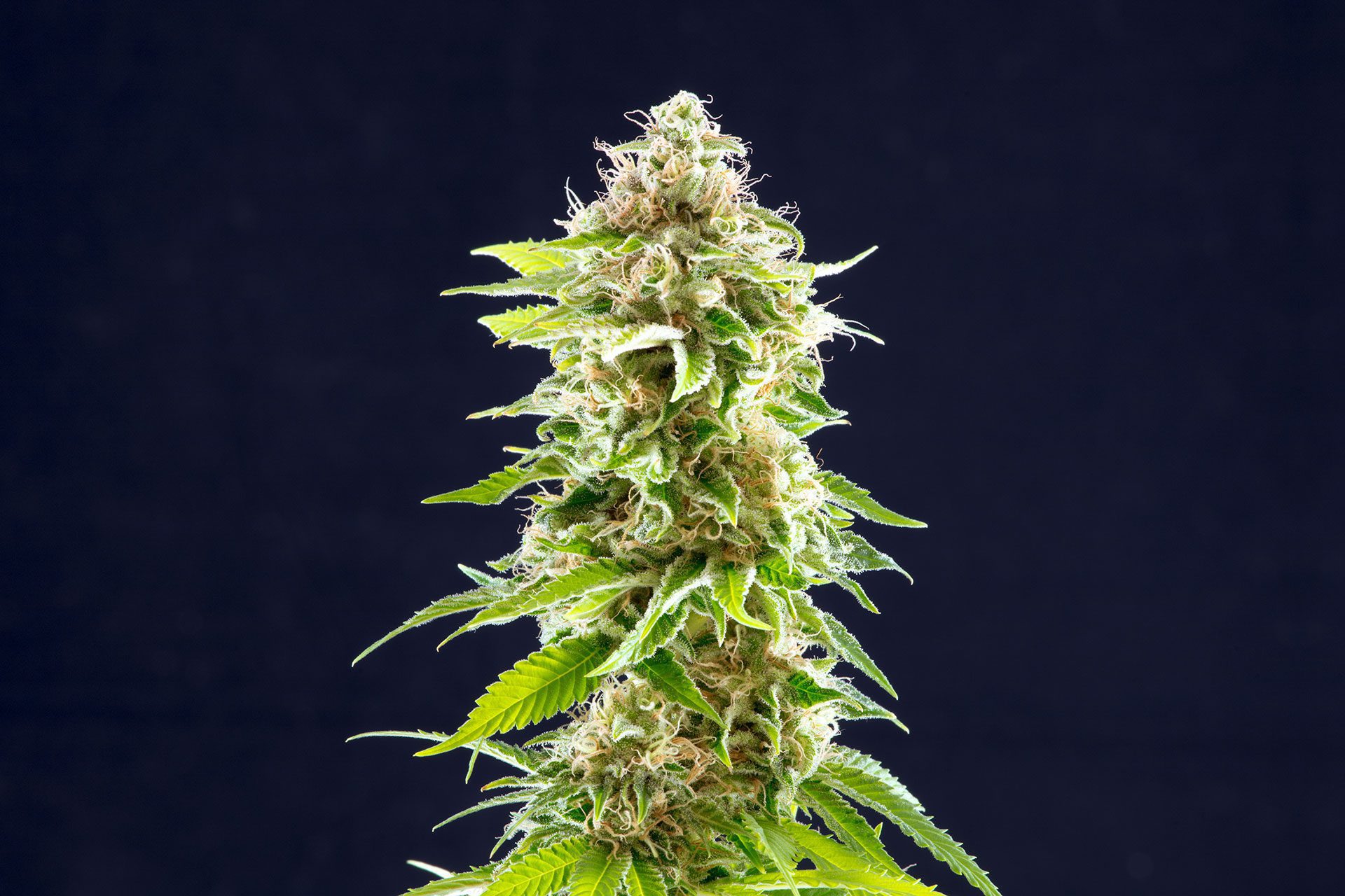 Marijuana seeds - Feminized: Cookies Haze (1)