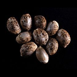 Marijuana seeds: Cookies Haze, 10+3 Seed