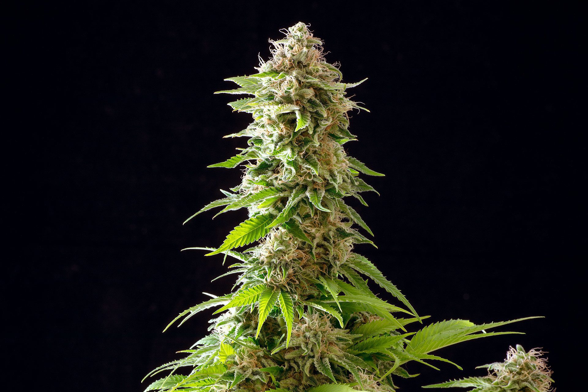 Marijuana seeds - Feminized: Cookies Haze (2)
