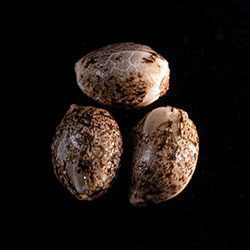 Marijuana seeds: Cookies Haze, 3+1 Seed