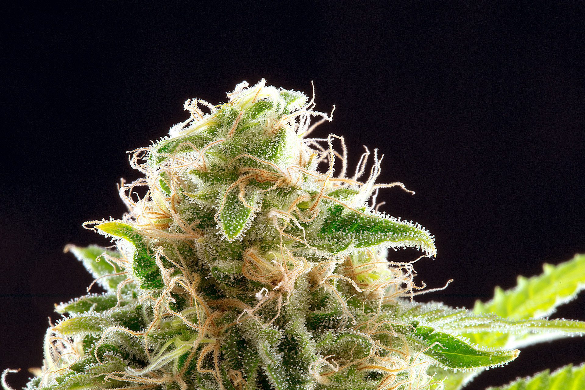 Marijuana seeds - Feminized: Cookies Haze (3)