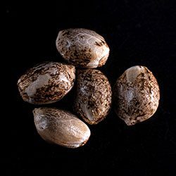 Marijuana seeds: Cookies Haze, 5+2 Seed