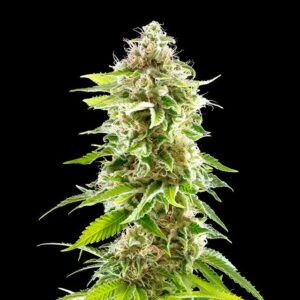 Cookies Haze