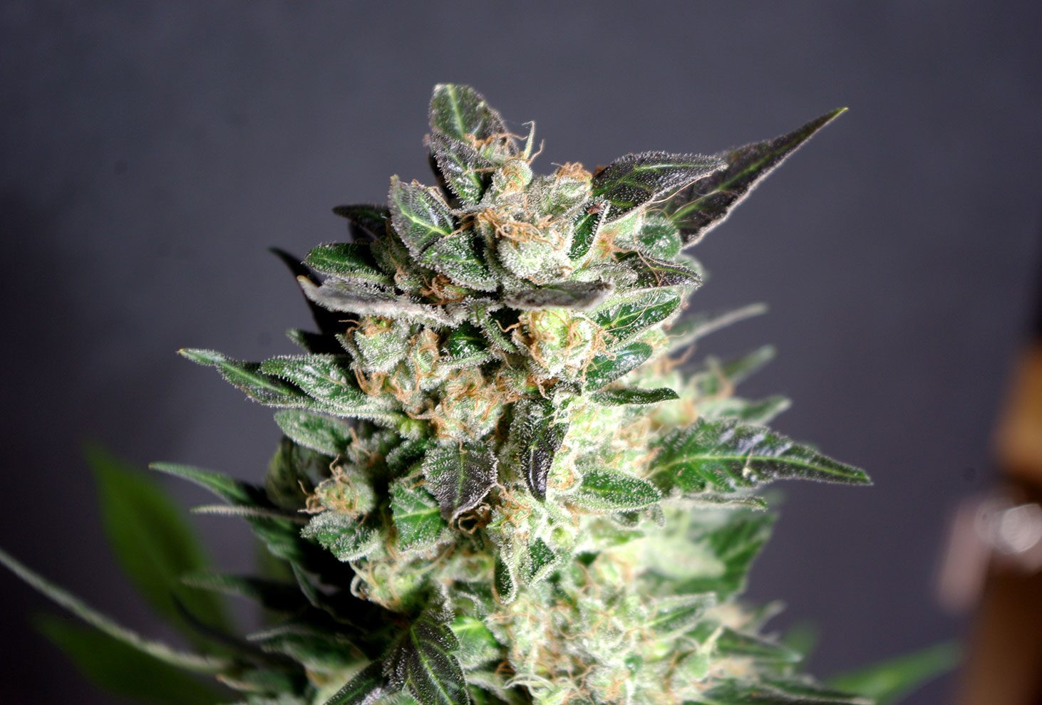 Diesel Glue