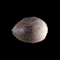 Cannabis-samen: Diesel Glue,  1 Seed