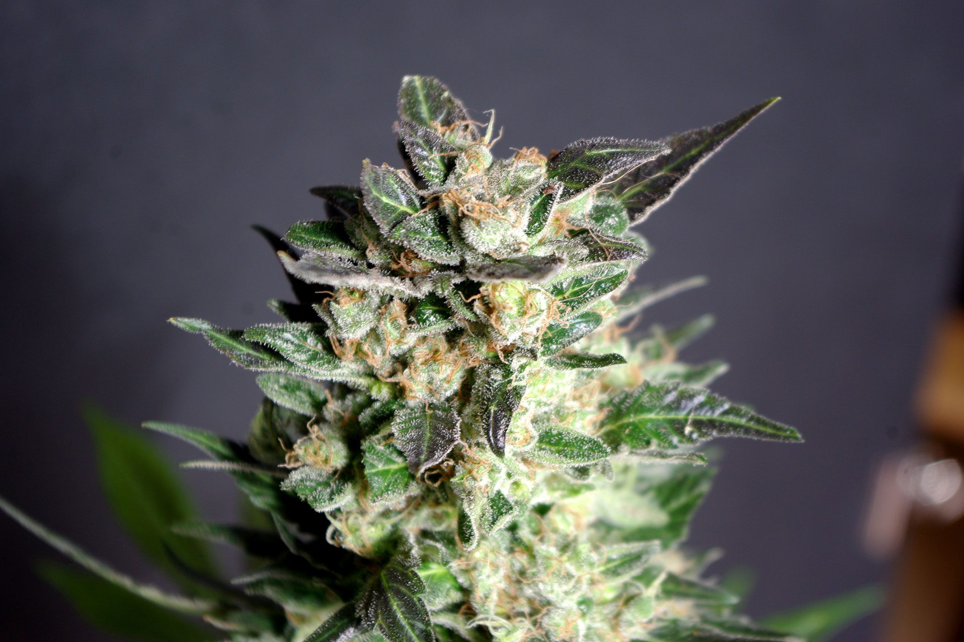 Marijuana seeds - Feminized: Diesel Glue (1)