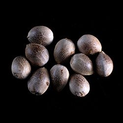 Cannabis-samen: Diesel Glue,  10+3 Seed