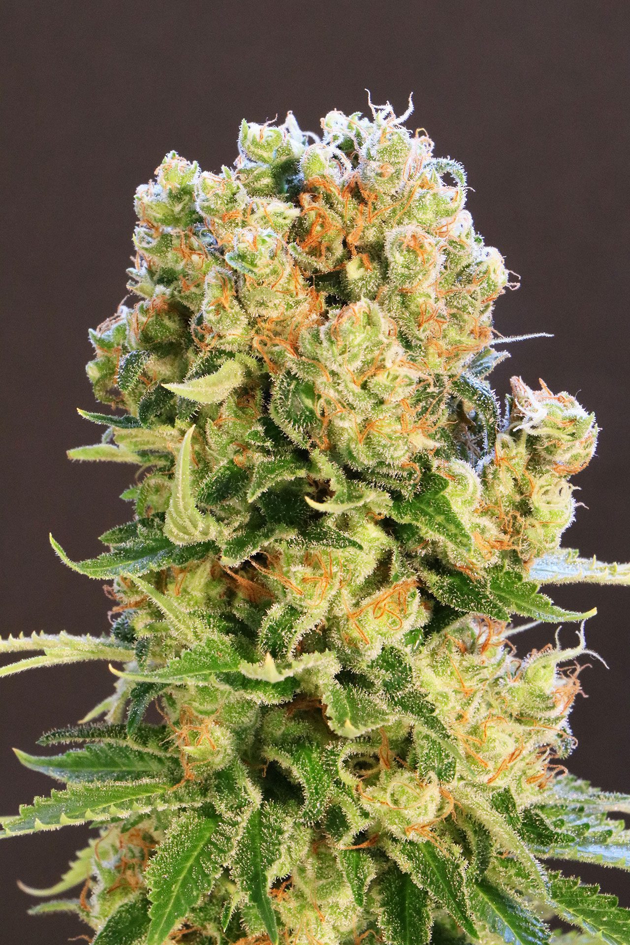 Marijuana seeds - Feminized: Diesel Glue (2)