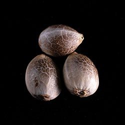 Cannabis-samen: Diesel Glue,  3+1 Seed