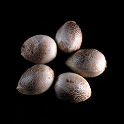 Cannabis-samen: Diesel Glue,  5+2 Seed