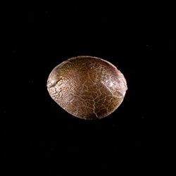 Cannabis-samen: Dosidos, 1 Seed