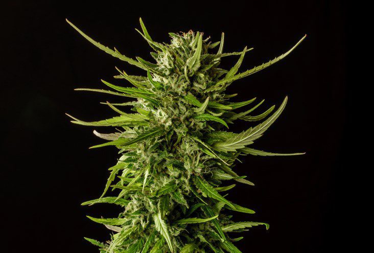 Marijuana seeds - Feminized: Dosidos (1)