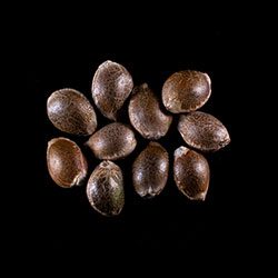 Cannabis-samen: Dosidos, 10+3 Seed
