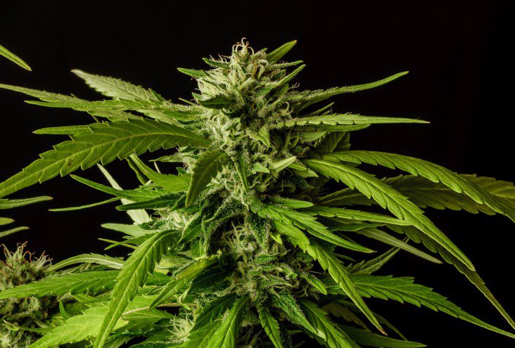Marijuana seeds - Feminized: Dosidos (2)