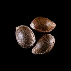 Cannabis-samen: Dosidos, 3+1 Seed
