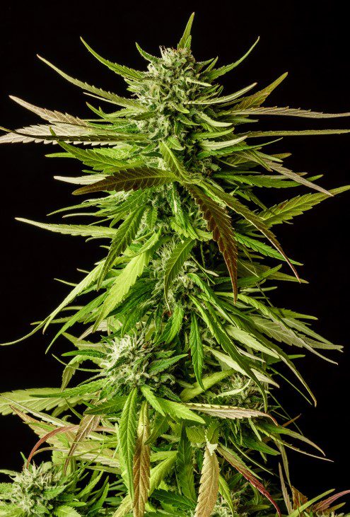 Marijuana seeds - Feminized: Dosidos (3)