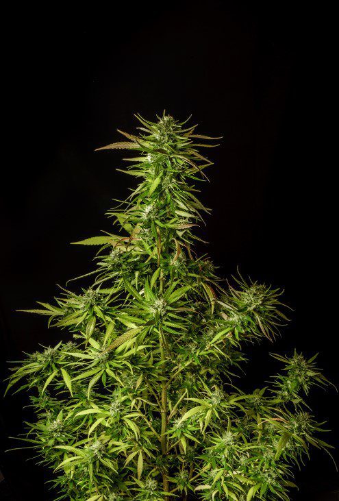 Marijuana seeds - Feminized: Dosidos (4)