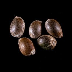 Cannabis-samen: Dosidos, 5+2 Seed