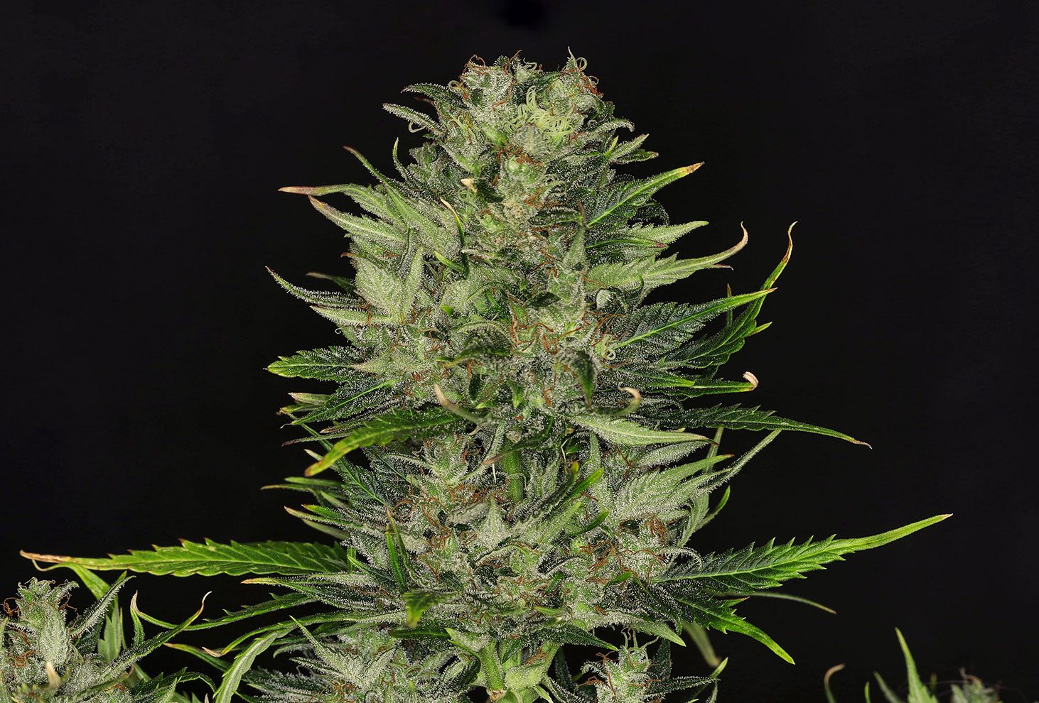 Dosidos Auto